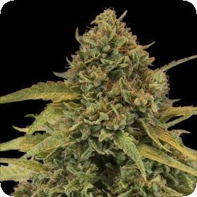 Bad Azz Kush Feminised Seeds