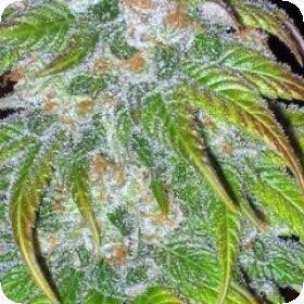 BC Big Bud Regular Seeds BC Big Bud Regular Seeds