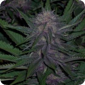 BC Blueberry Feminised Seeds BC Blueberry Feminised Seeds