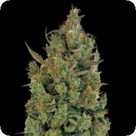 Blueberry Cheese (Blue Cheese) Feminised Seeds Blueberry Cheese (Blue Cheese) Feminised Seeds