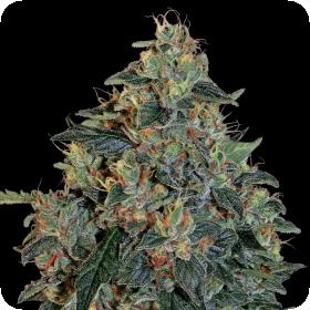 Blueberry OG Feminised Seeds Blueberry OG Feminised Seeds