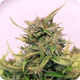 Baby Boom CBD Auto Feminised Seeds