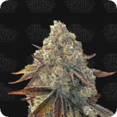 Bacio Gelati Auto Flowering Cannabis Seeds 0