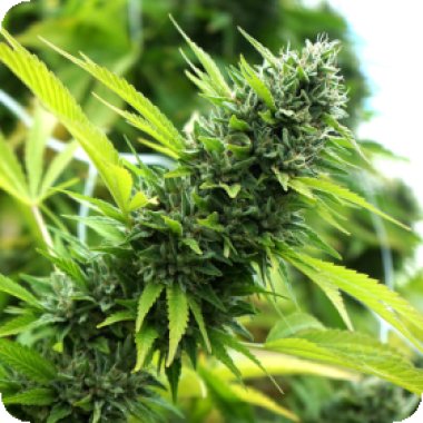 Banana Sapphire Feminised Cannabis Seeds