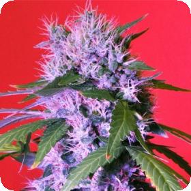 Berry Bomb AUTO Feminised Seeds Berry Bomb AUTO Feminised Seeds