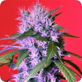 Berry Bomb Feminised Seeds Berry Bomb Feminised Seeds