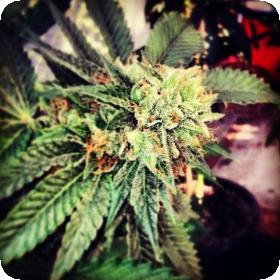 Berry OG Kush Feminised Seeds Berry OG Kush Feminised Seeds
