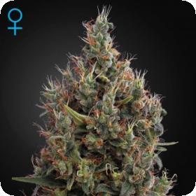 Big Bang - Auto Feminised Seeds Big Bang - Auto Feminised Seeds