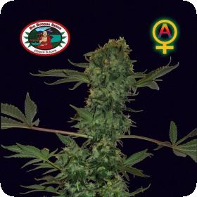 Big Buddha Cheese Auto Feminised Seeds Big Buddha Cheese Auto Feminised Seeds