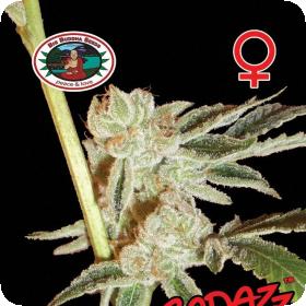 Badazz Cheese Feminised Seeds Badazz Cheese Feminised Seeds