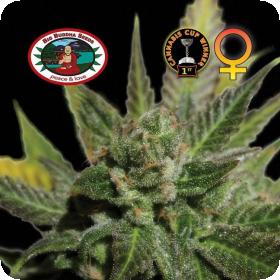 Big Buddha Cheese Feminised Seeds Big Buddha Cheese Feminised Seeds