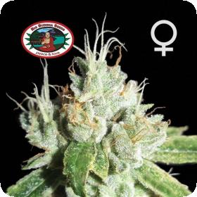 Black Cheese Feminised Seeds Black Cheese Feminised Seeds