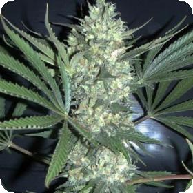 Chiesel AUTO Feminised Seeds