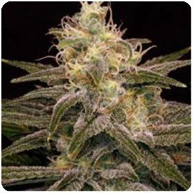 Chocolopez Feminised Seeds Chocolopez Feminised Seeds