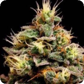 Kabrales Feminised Seeds