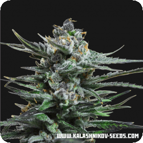 Blue Acid AUTO Feminised Seeds