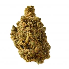 Blue Amnesia Auto Feminised Seeds Blue Amnesia Auto Feminised Seeds