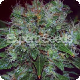 Blue Cheese Auto Feminised Cannabis Seeds Jpg