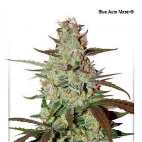 Blue Mazar Auto Feminised Seeds Blue Mazar Auto Feminised Seeds