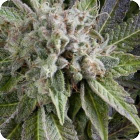 Blue Pyramid Autoflowering Jpg