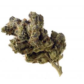 Blue Magic Feminised Seeds Blue Magic Feminised Seeds