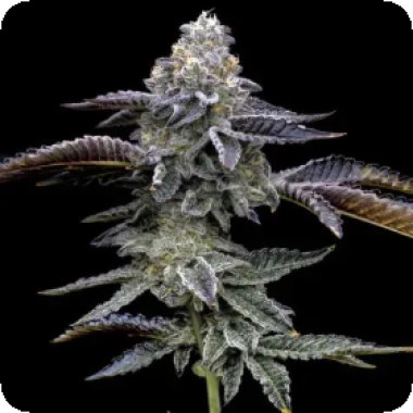 Blue Dream