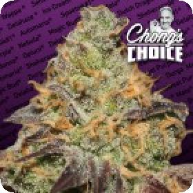 Blue Kush Berry Feminised Seeds