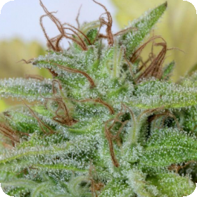 Blueberry Cookies Feminised Seeds Blueberry Cookies Feminised Seeds