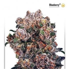 Blueberry Feminised Cannabis Seeds Dutch Passion 0