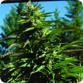 Blueberry Headband Regular Cannabis Seeds Jpg
