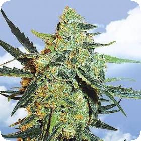 Blueberry Skunk Feminised Seeds Blueberry Skunk Feminised Seeds