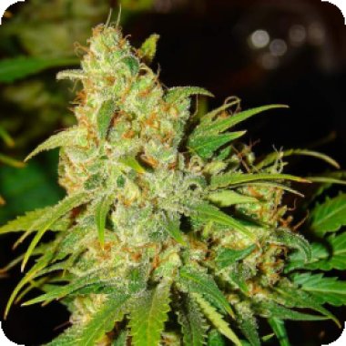 Blueberry Auto