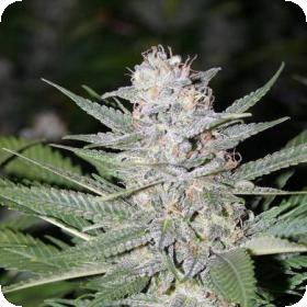 Blueberry Hashplant Regular Seeds