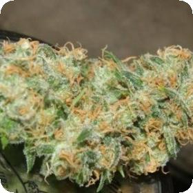 Prayer Tower Regular Seeds