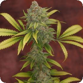 Sunshine Daydream Regular Seeds