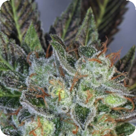 Boomerang Regular Seeds Boomerang Regular Seeds