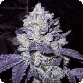 Bubba Cookies Feminised Cannabis Seeds Jpg