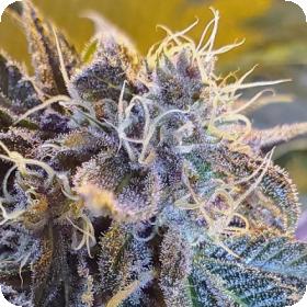 Bubba God Regular Seeds Bubba God Regular Seeds