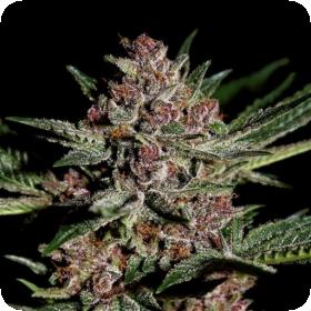 Bubba  Kush  Feminised  Greenhouse 0