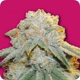 Bubble Bomb Feminised Seeds Bubble Bomb Feminised Seeds