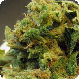 Burmese Regular Cannabis Seeds