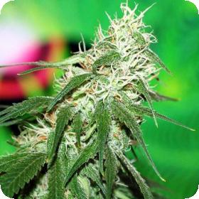 Buzz Bomb Feminised Seeds Buzz Bomb Feminised Seeds