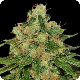 Caramel CBD Regular Seeds