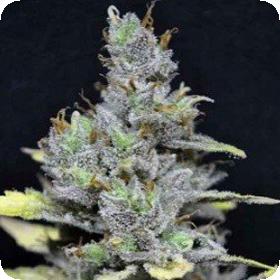 CBD Medi Haze Feminised Seeds CBD Medi Haze Feminised Seeds