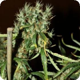 CBD Mango Haze Feminised Seeds CBD Mango Haze Feminised Seeds