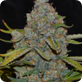 CBG Auto Feminised Seeds CBG Auto Feminised Seeds