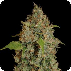 Chronic Thunder Feminised Seeds Chronic Thunder Feminised Seeds