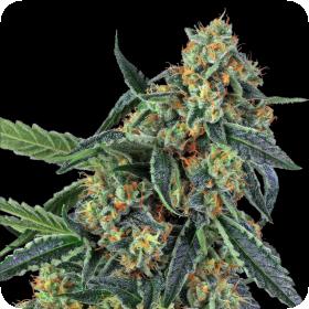 Cookies Kush Feminised Seeds Cookies Kush Feminised Seeds