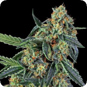 Cookies Kush Feminised Seeds