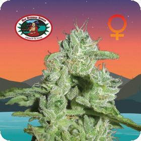 California Orange Cheese Feminised Seeds California Orange Cheese Feminised Seeds